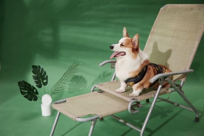 広告写真の撮影に臨む愛らしいコーギー犬のボー　ⓒ Tuoi Tre